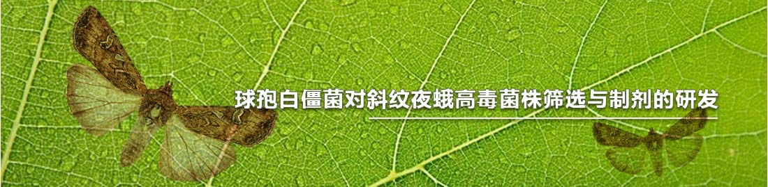 球孢白僵菌对斜纹夜蛾高毒菌株筛选与制剂的研发-Banner.jpg